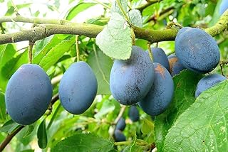 Direct Plants Plums King of Damsons Fruit Tree 6ft Tall Supplied in a 12 Litre Pot