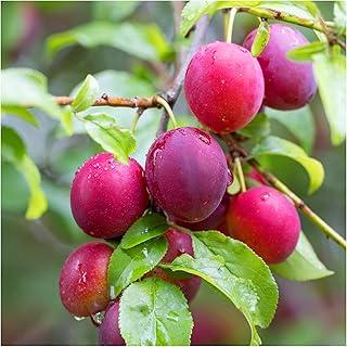 3 Cherry Plum Trees/Prunus Cerasifera/Myrobalan, 40-60cm Tall, Edible Hedging 3fatpigs®