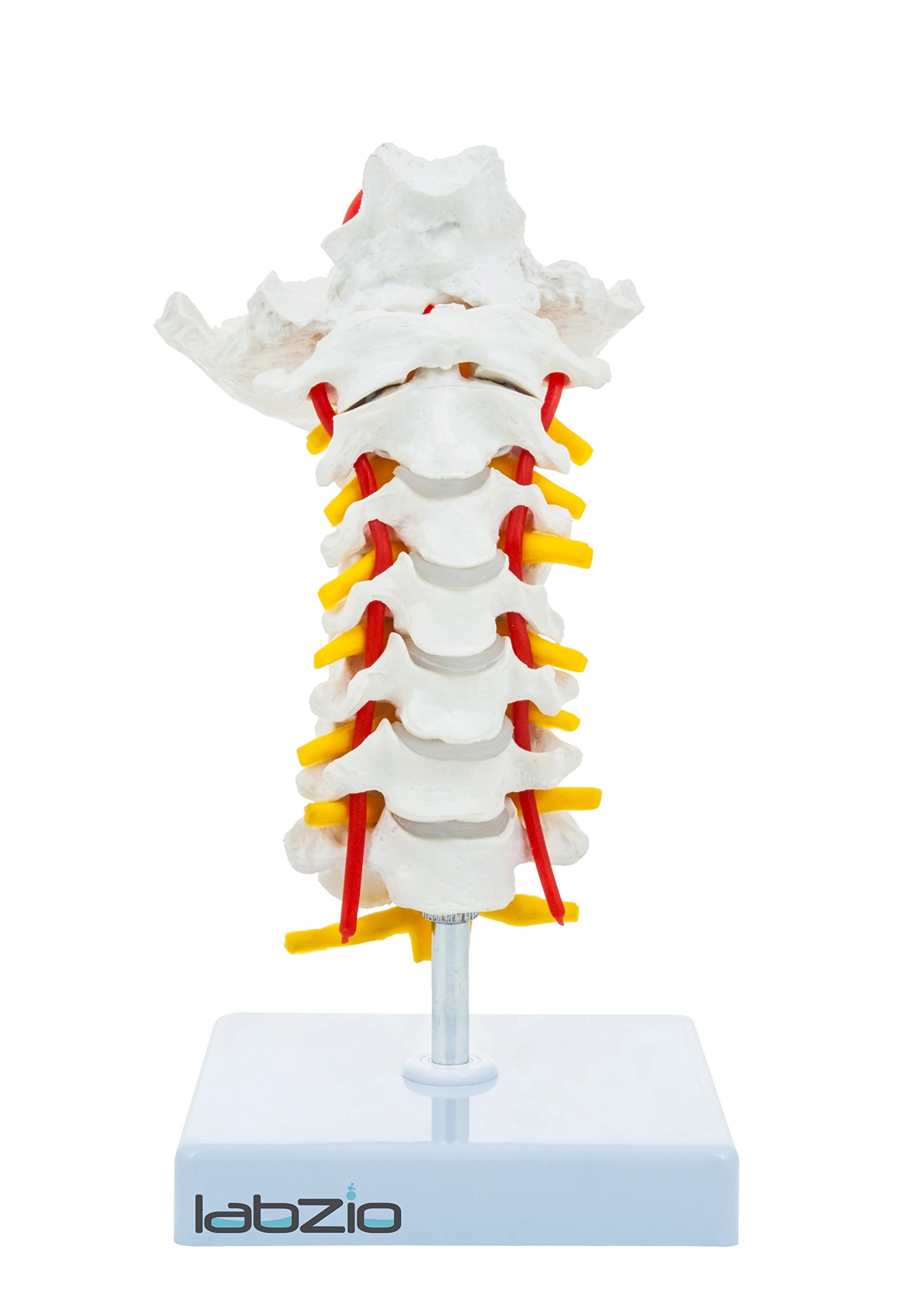 Buy Labzio - Cervical Vertebrae with Occipital & Nerve with Spinal Cord ...