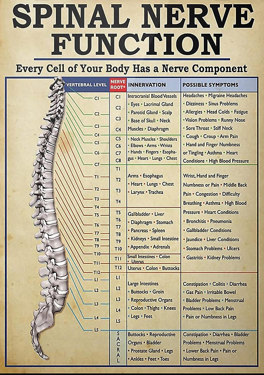 Spinal Nerves Function Chart