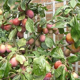 'Victoria' Plum Tree - Self-Fertile, Heavy Yield, Perfect for Culinary Delights - Fast-Growing and Hardy Fruit Tree for Ho...