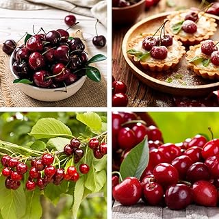 Potted Mini Fruit Tree Cherry, Ideal for Small Gardens & Patios, High Yielding, Producing Tasty Edible Fruit in Summer, 1 ...