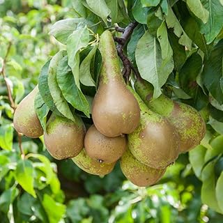 Potted Mini Fruit Tree Pear, Ideal for Small Gardens & Patios, Self-Fertile Heavy Cropping, Delicious Fruit in Autumn, Eas...