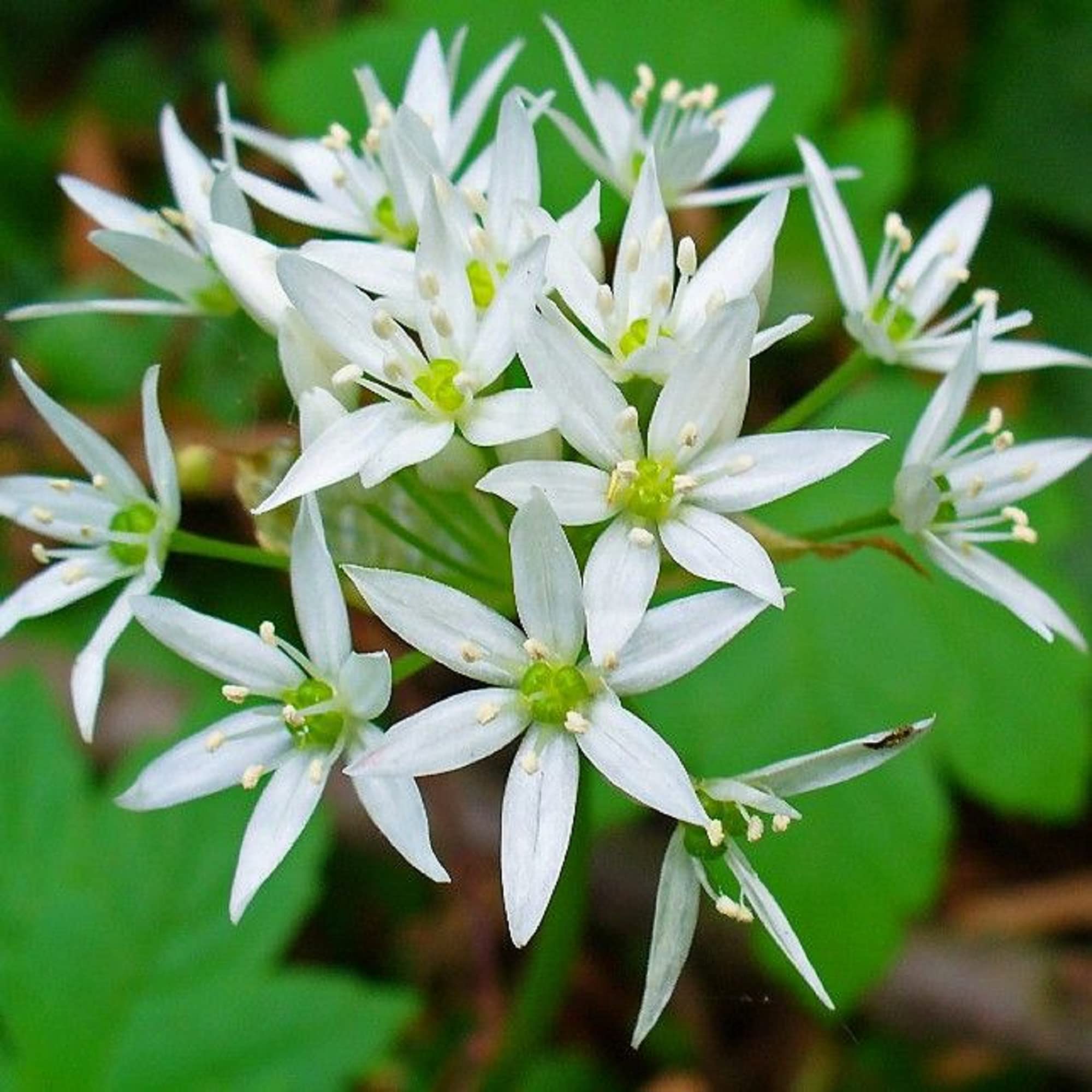 CHUXAY GARDEN100 Seeds Allium Ursinum,Wild Garlic,Ramsons,Cowleekes,Cows's Leek,Buckrams, Broad-leaved Garlic, Wood Garlic, Bear Leek Ornamental Seasoning Plants Green