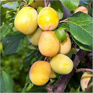 Golden Gage 'Oullins' Plum Tree 4-5ft.Self-Fertile with Sweet Honey Flavour 3fatpigs®