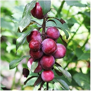 Dwarf Big Juicy Victoria Plum Tree, Ready to Fruit, Self Fertile & Juicy 3fatpigs®