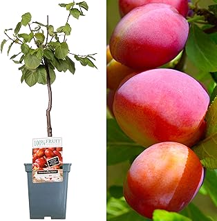 Patio Fruit Tree Collection | Various Premium Grade Fruits | Ideal for Small Gardens & Borders | Apple, Cherry, Plum, Nect...