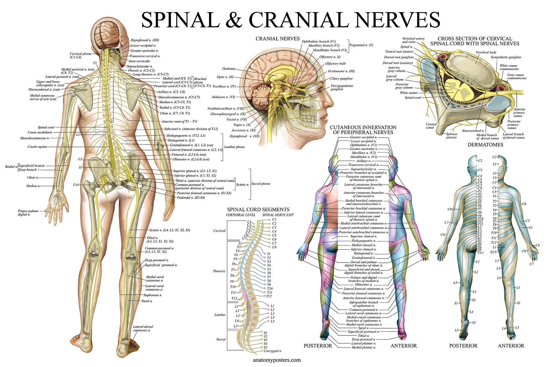 Chart Of Spinal Nerves