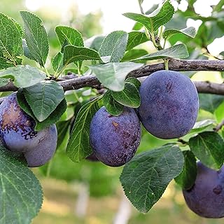 Suttons Potted Dwarf Plum Fruit Tree Ideal for Small Gardens & Patios Containers Edible Summer Fruit Easy Grow Heavy Crop...