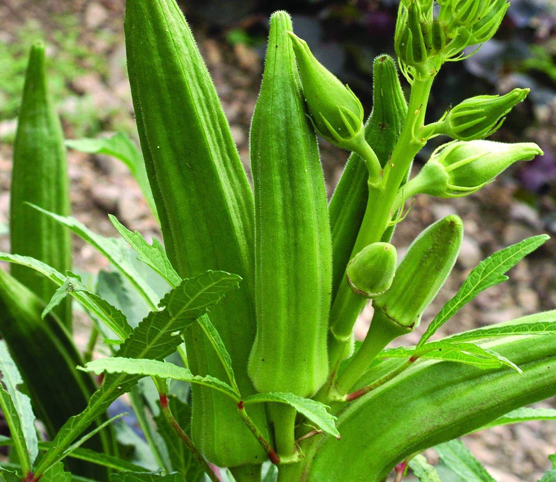 Green Okra Bamia (Lady's Finger) Non GMO Vegetable for Planting