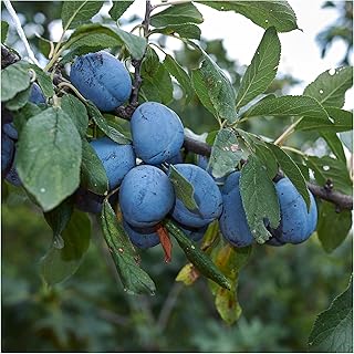 Dwarf Merryweather Damson Tree, Self-Fertile & Heavy Cropping, Bare Rooted 3fatpigs®