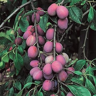 Lincolnshire Fruits Victoria Plum Bareroot 12 Litre 1.5m Tree