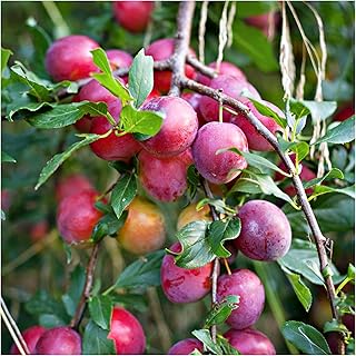 Big Juicy Victoria Plum Tree 4-5ft Tall, Ready to Fruit, Self Fertile & Juicy 3fatpigs®