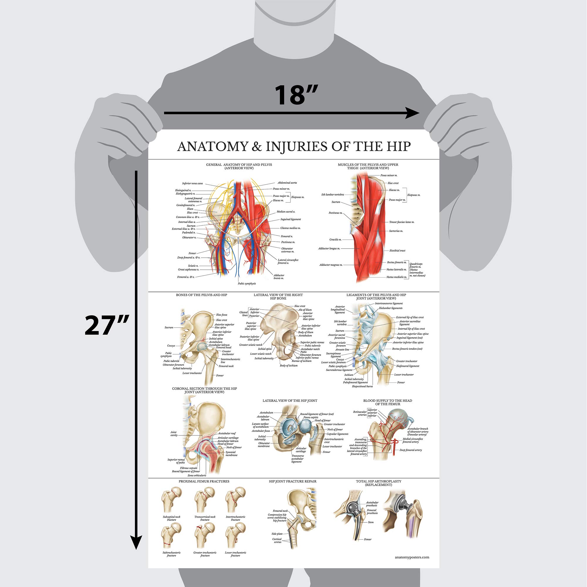 Anatomy And Injuries Of The Hip Chart X Hip Anatomy Anatomy | The Best ...