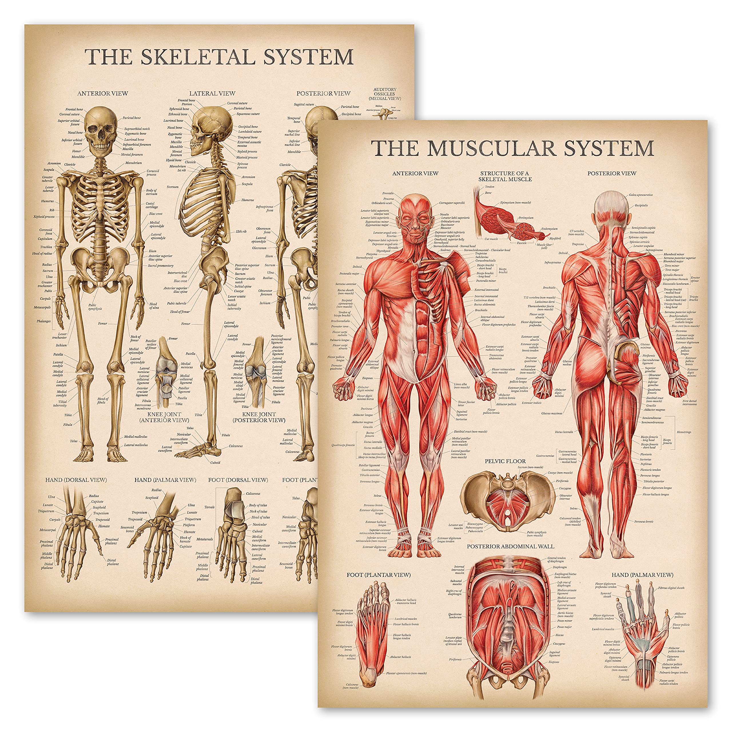 Vintage Muscular & Skeletal System Anatomical Chart Set - Human ...