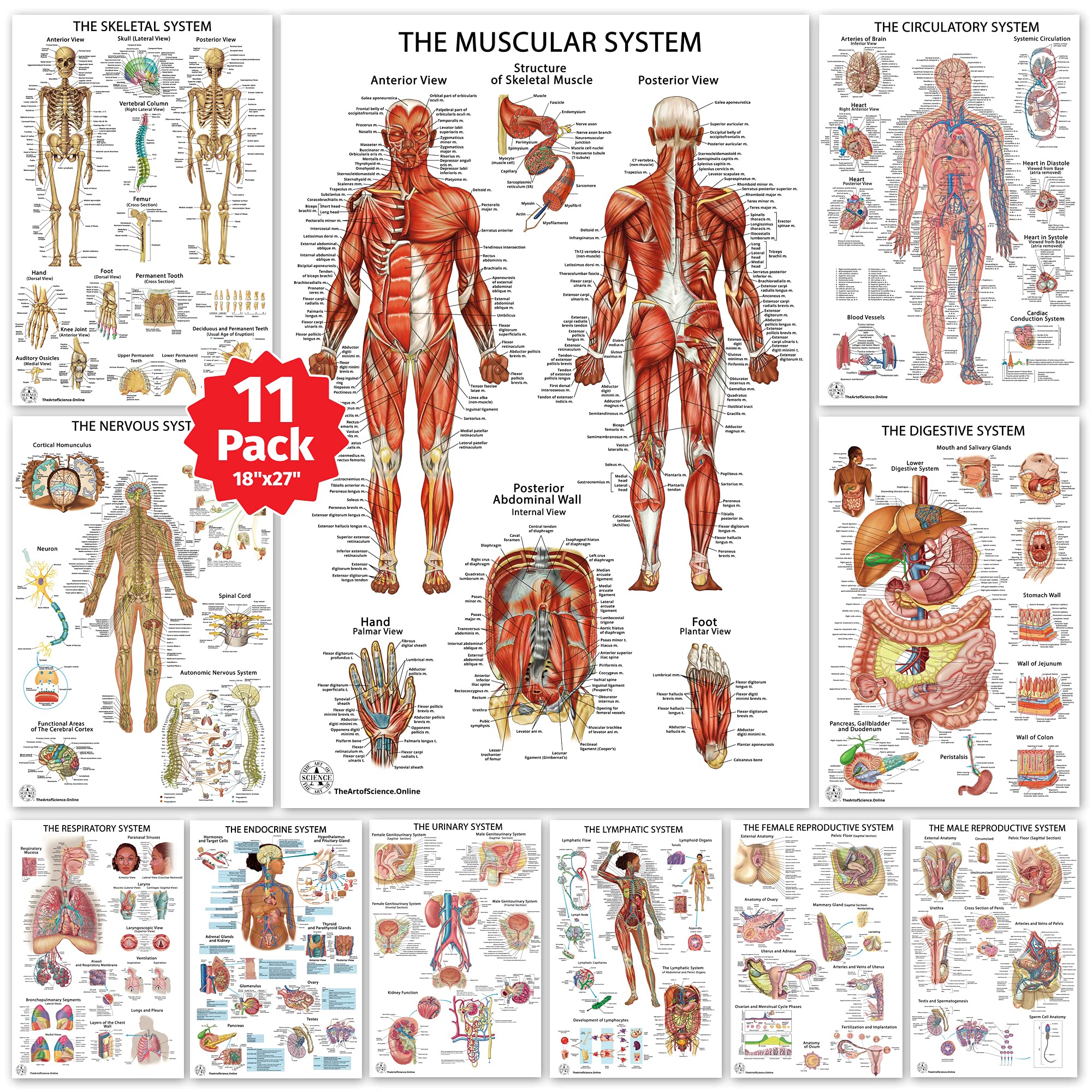 Buy 11 Human Anatomy s - Medical s - Muscular, Skeletal, Nervous ...