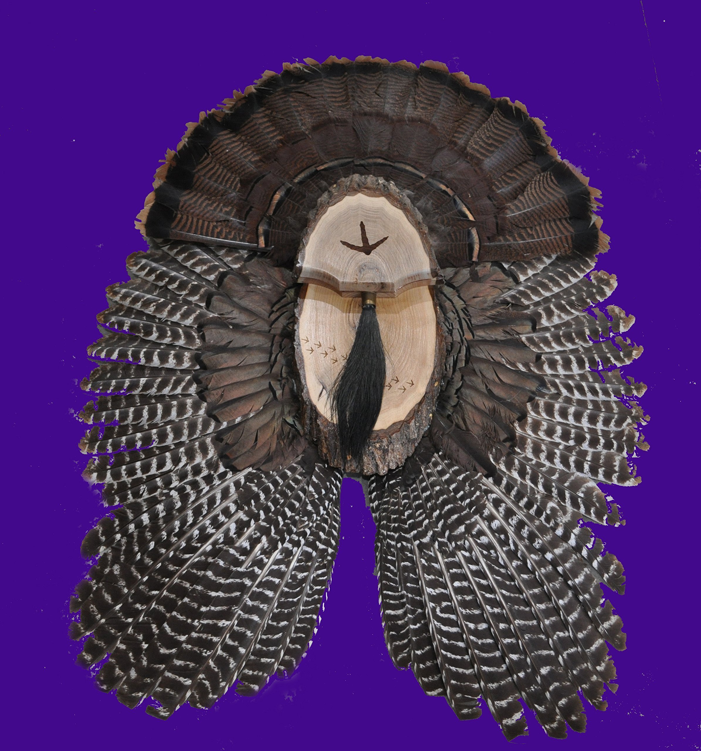 Buy Turkey Fan Plaque / Turkey ing Kit / Turkey Hunting Turkey Fan and ...