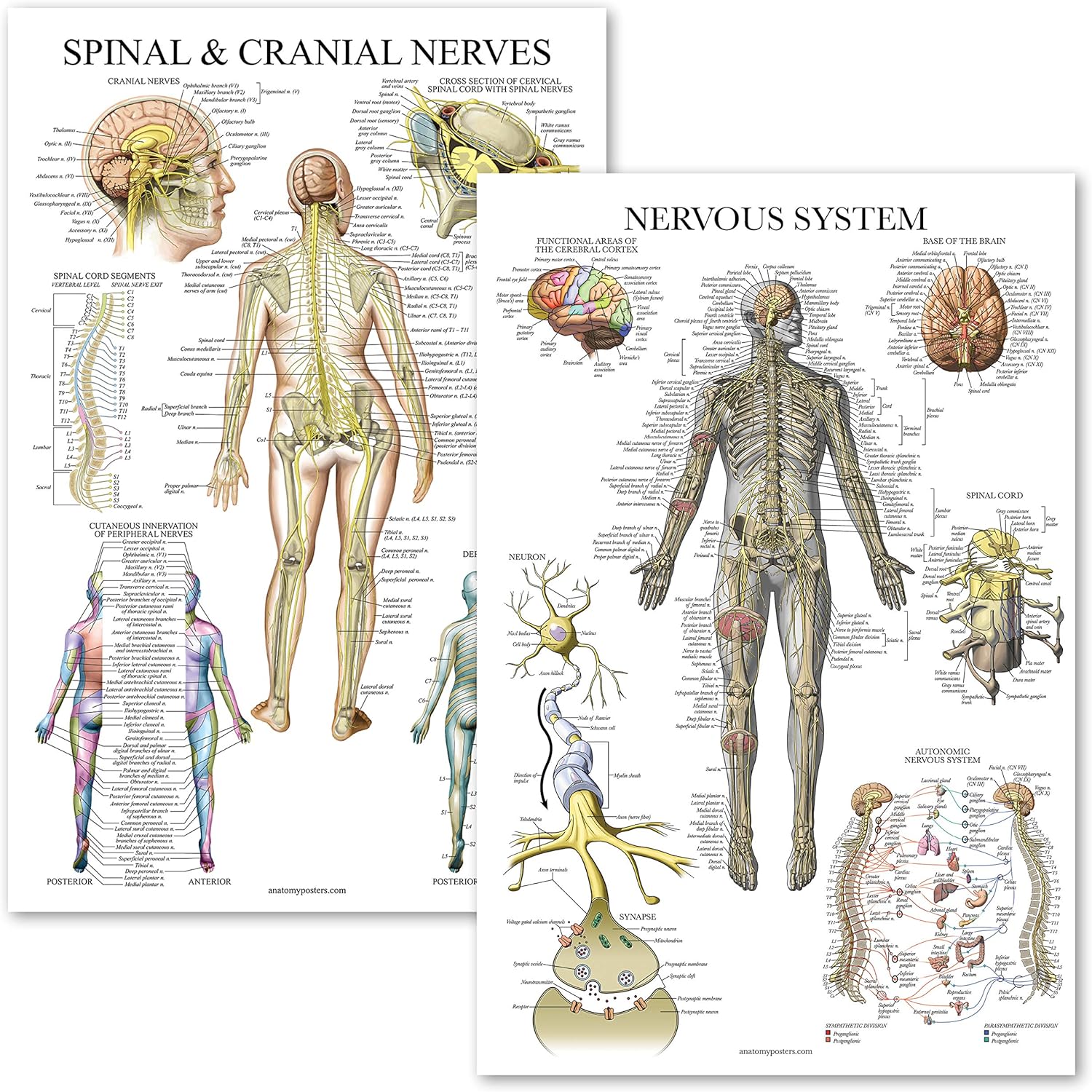 Palace Learning 2 Pack - Spinal Nerves & Nervous System Anatomy Posters ...