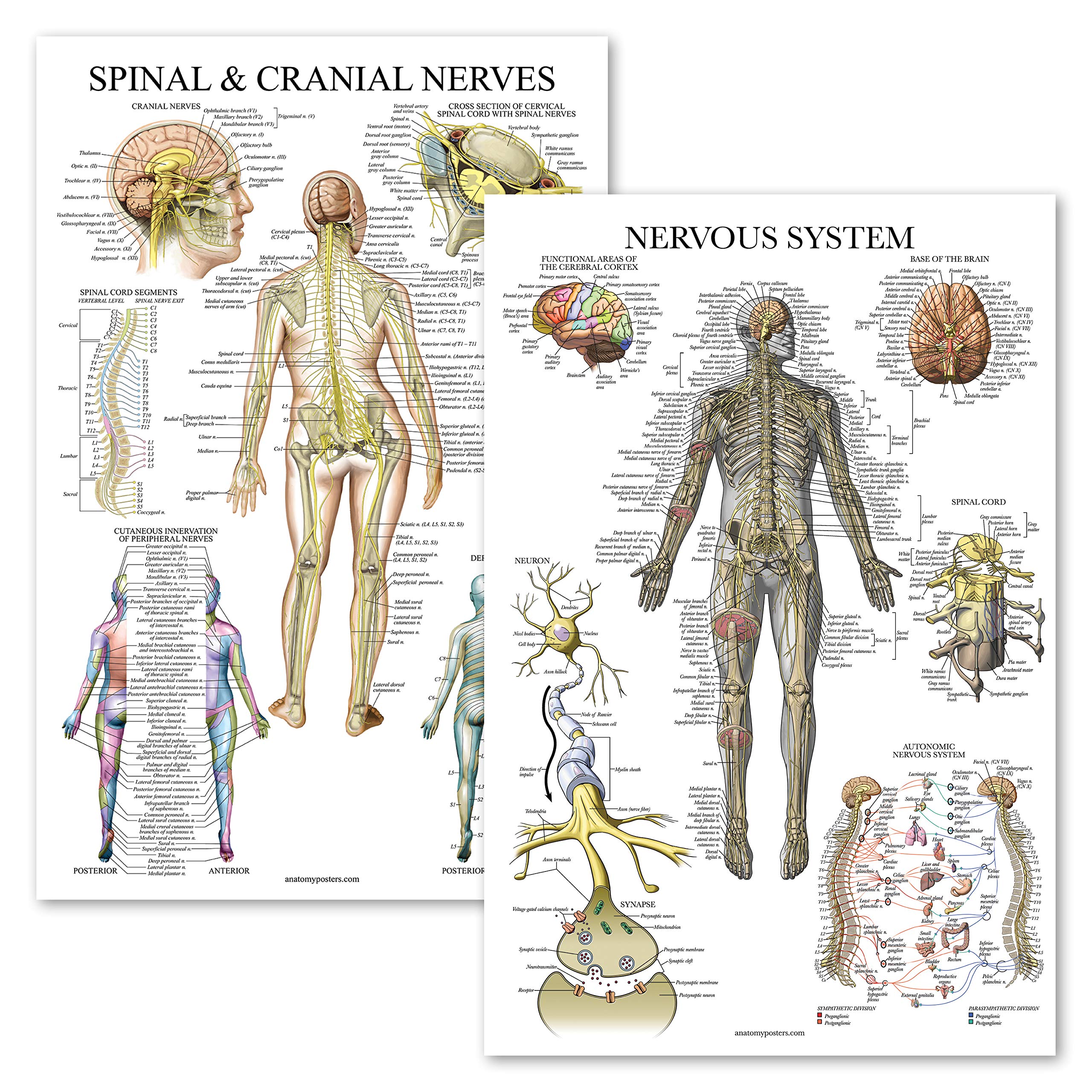 Buy Palace Learning 2 Pack - Spinal Nerves & Nervous System Anatomy s ... image.