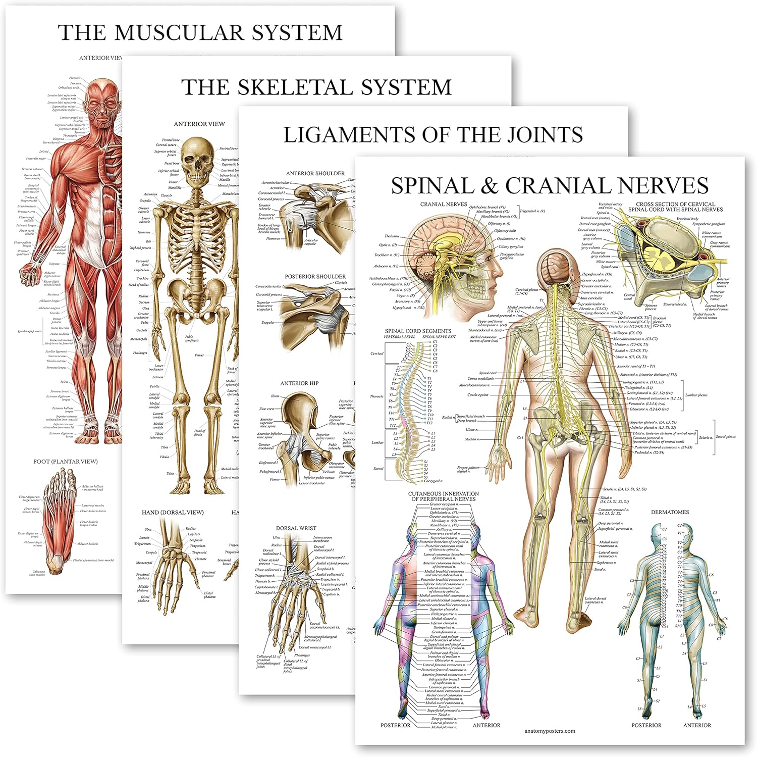 Palace Learning 4 Pack - Anatomical Poster Set - Laminated - Muscular ...