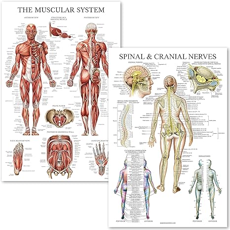 Amazon.com: Palace Learning Muscular System & Spinal Nerves Anatomical ...