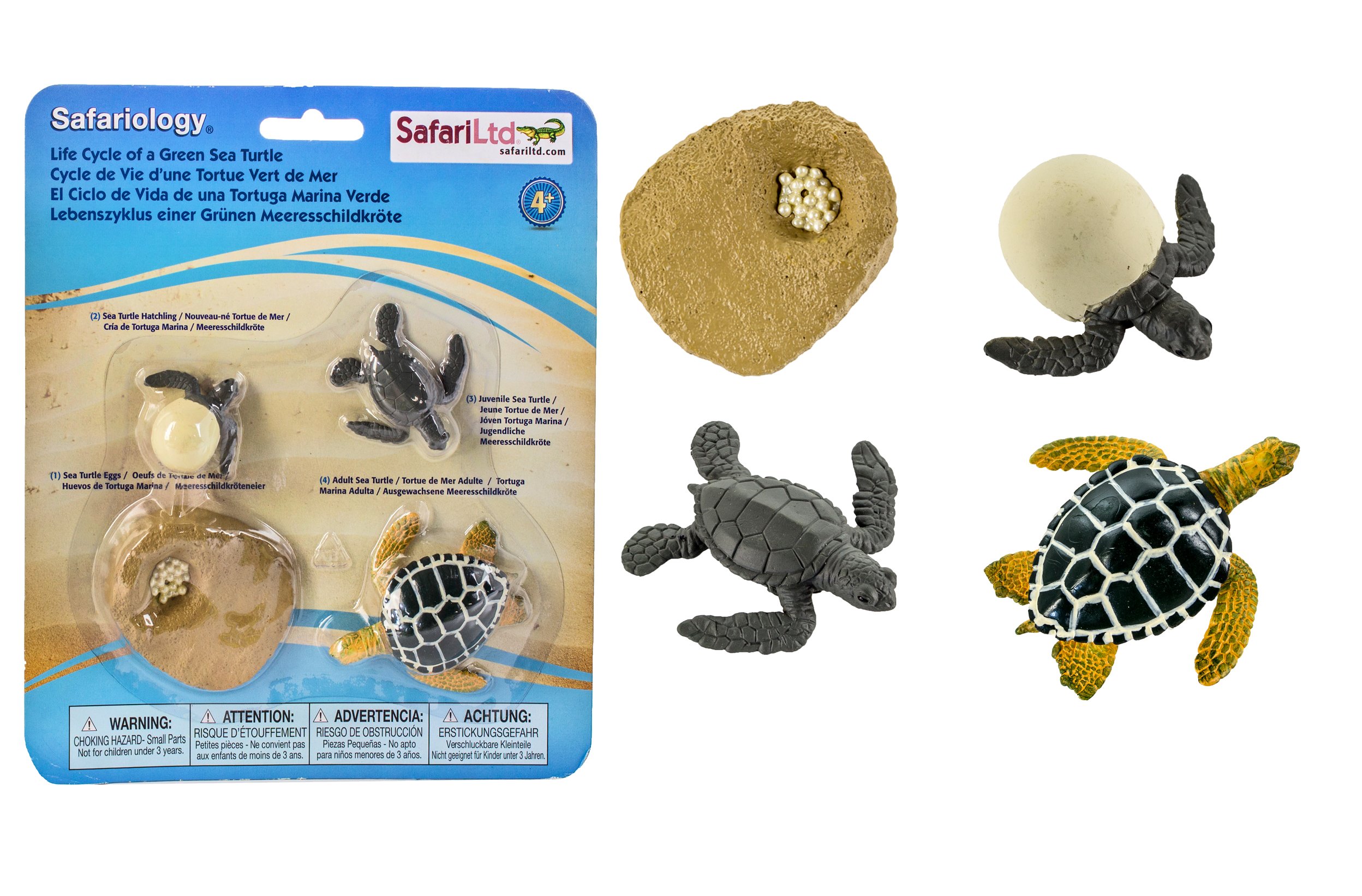 Buy Safari Ltd.Life Cycle of a Green Sea Turtle - Educational Toy ...