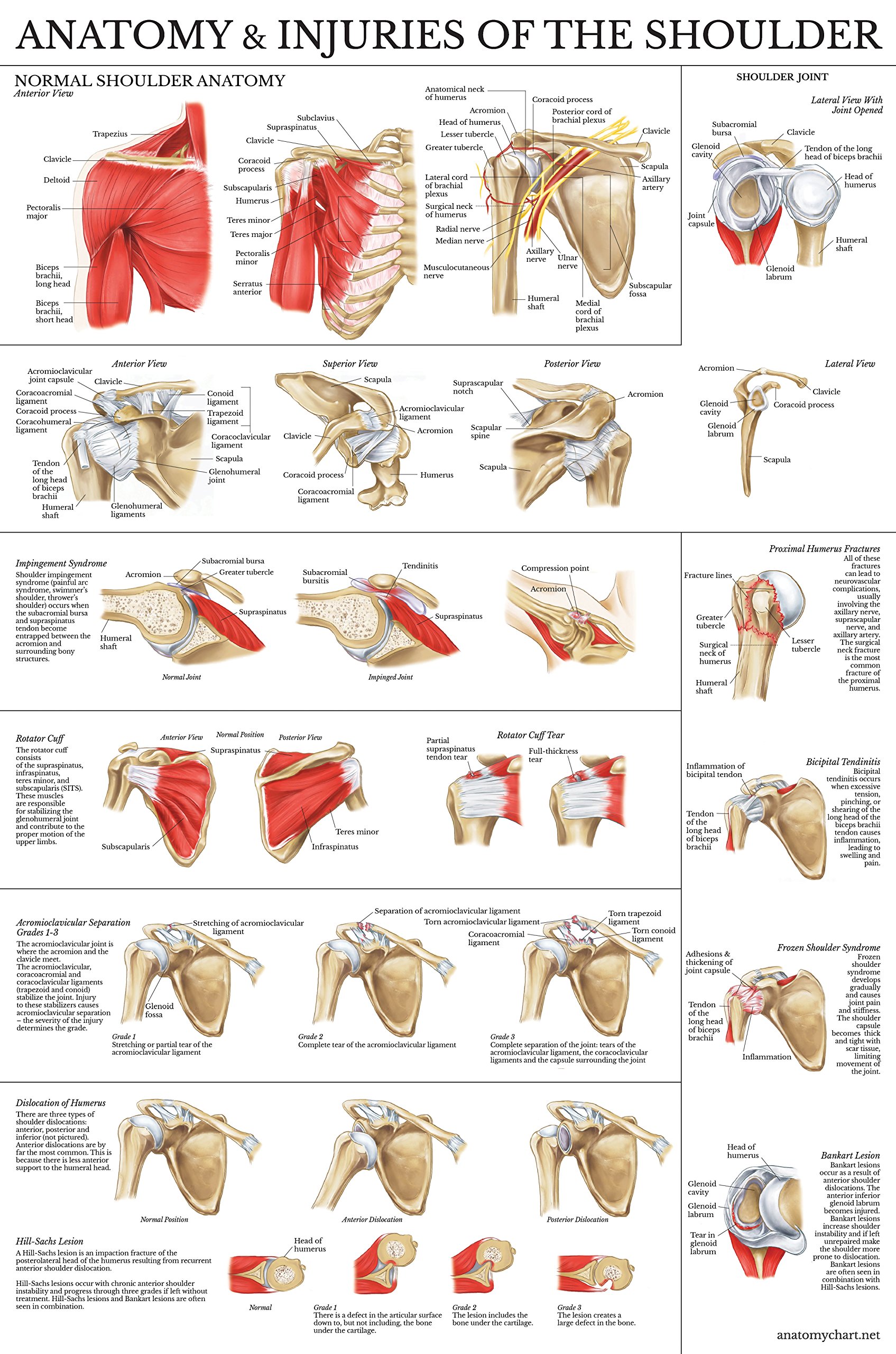 Shoulder Joint Anatomy