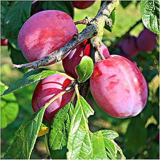 Dwarf Patio Victoria Plum Tree, in a 3L Pot, Miniature & Self-Fertile 3fatpigs®