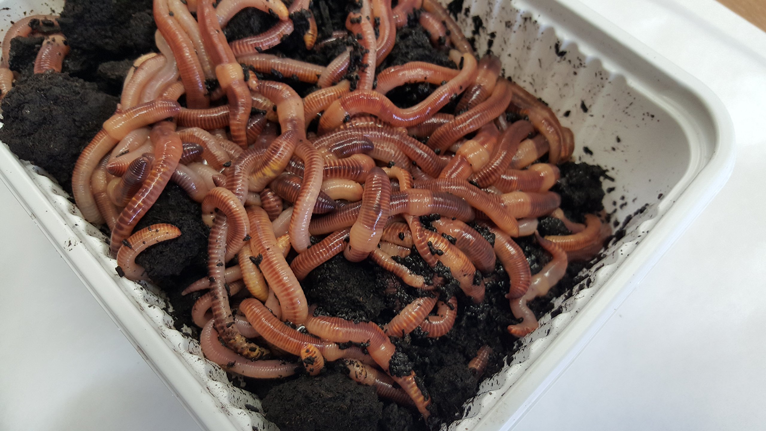 Green Gardener Composting/Tiger Worms (1kg)- Buy Online in United Arab ...