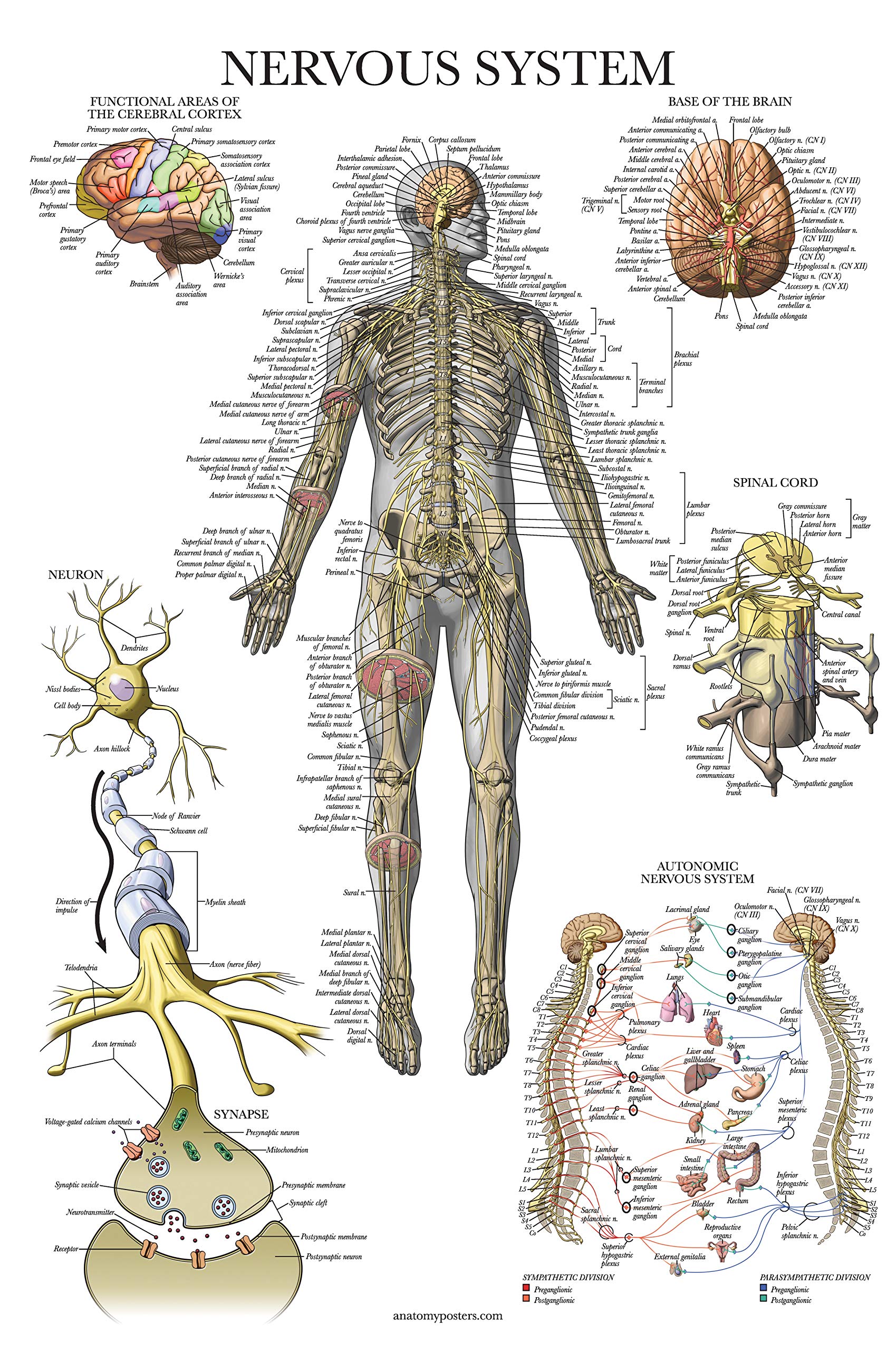 Buy 2 Pack - Spinal Nerves & Nervous System Anatomy Posters - Set of 2 ...