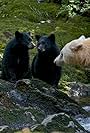 Spirit Bear Family (2015)