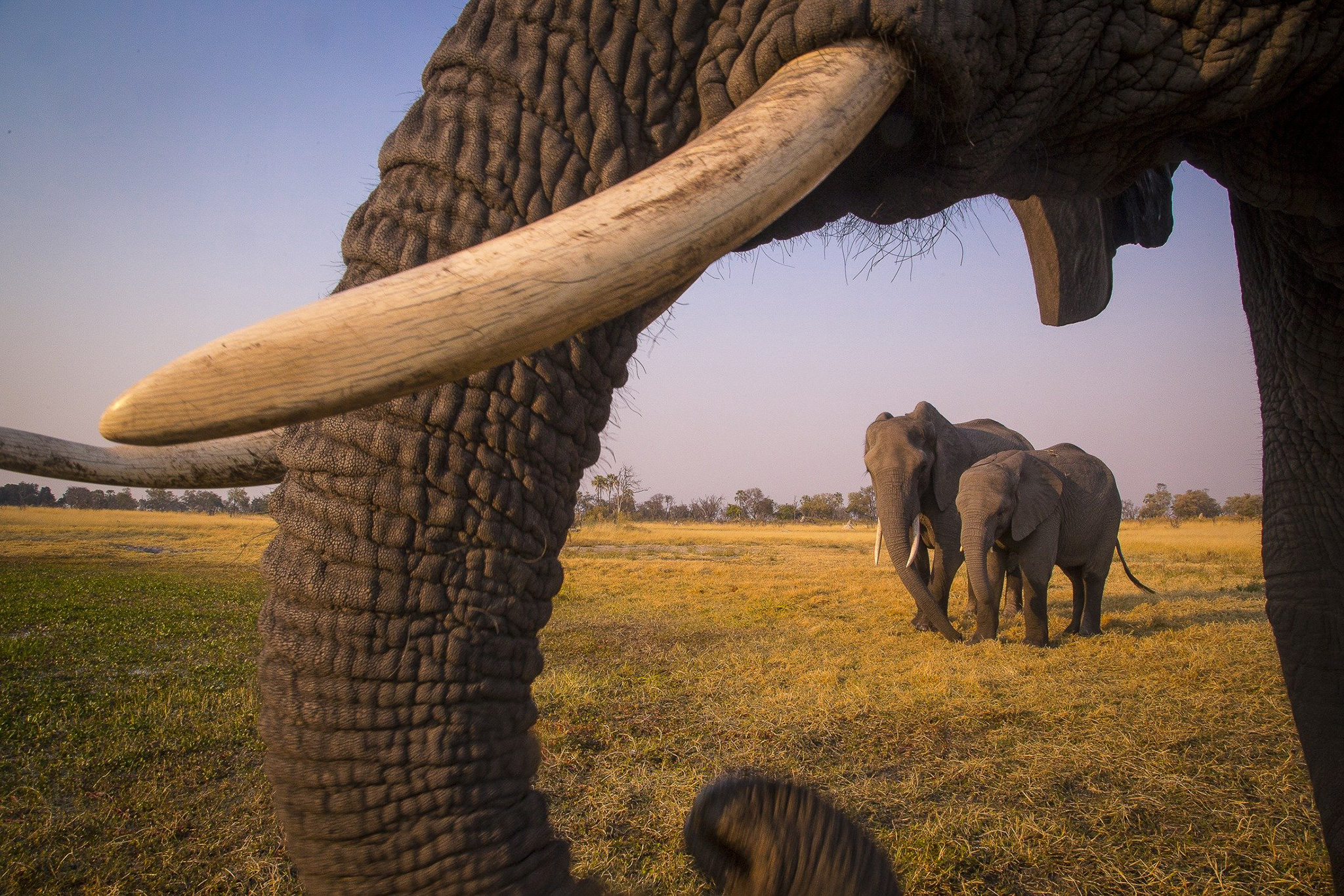 Into the Okavango (2018)