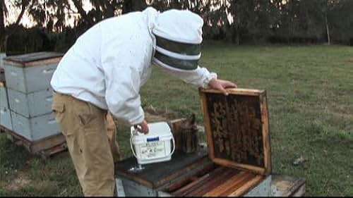 Vanishing of the Bees