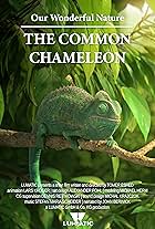 Our Wonderful Nature - The Common Chameleon