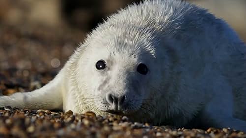 Wild Isles: British Seal Beach Battles (UK)