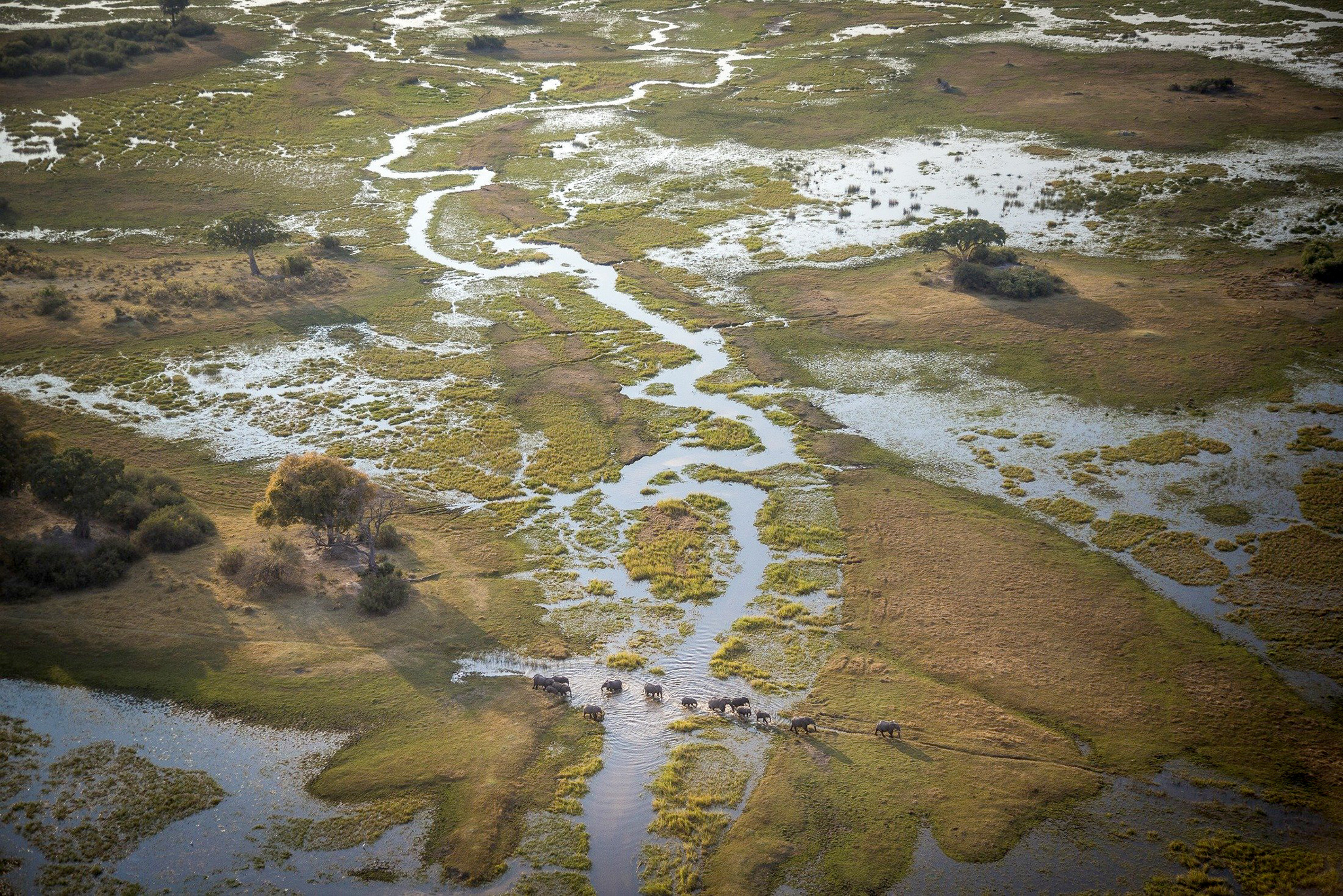 Into the Okavango (2018)