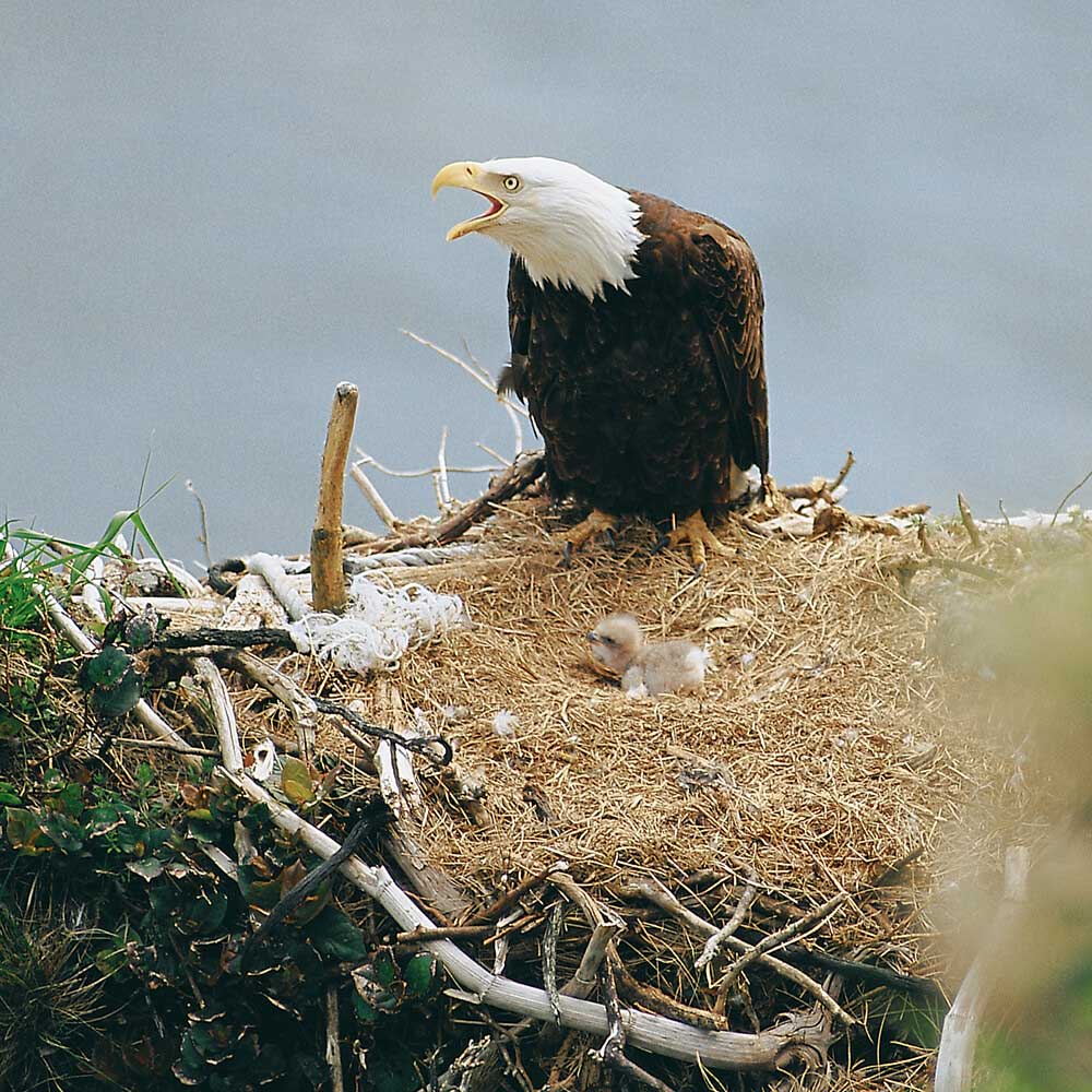 Great Bear Rainforest (2019)