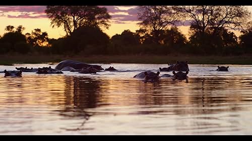 Watch Into The Okavango [Official Trailer]