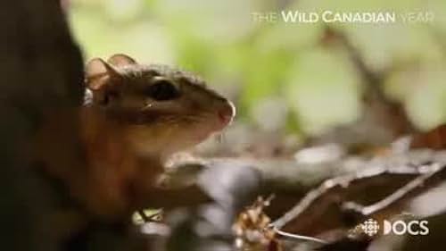 Chipmunks from Wild Canadian Year