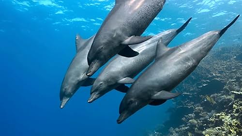 Dolphin Reef: Dolphins Sleeping