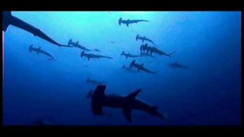 Sharkwater