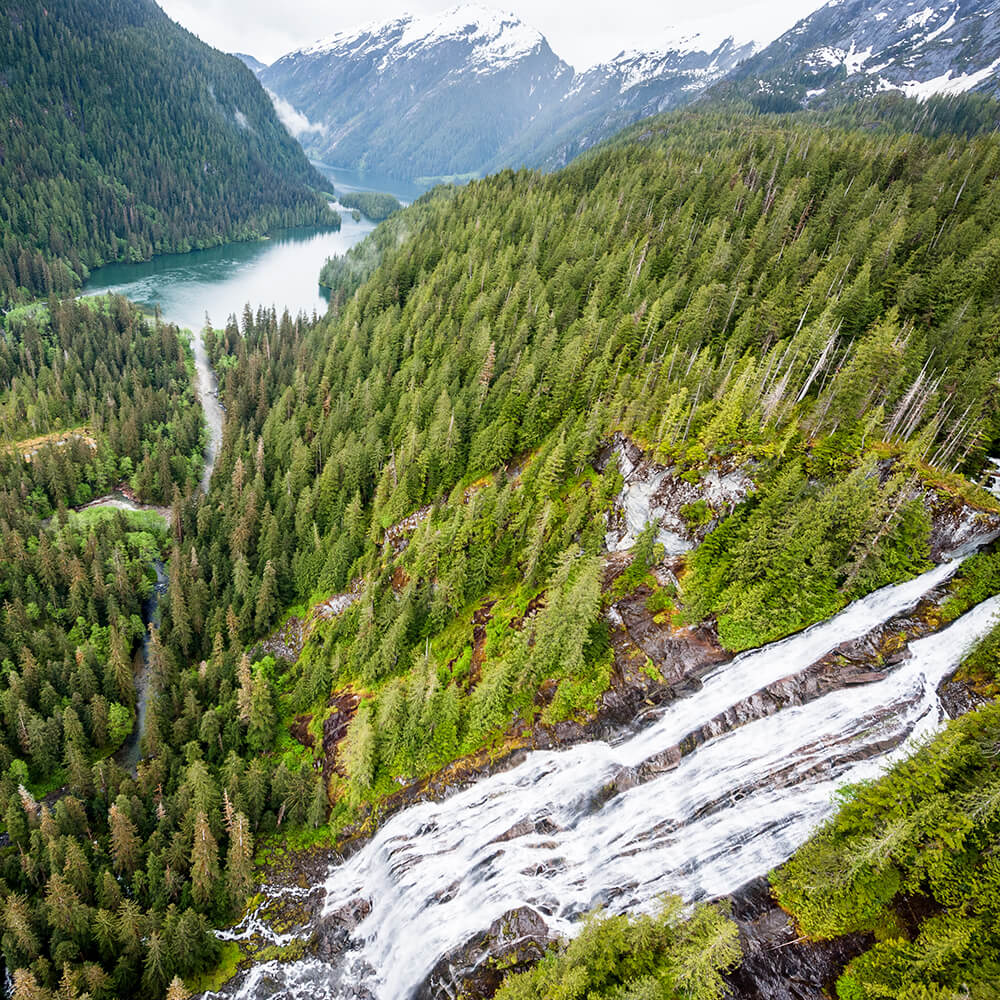 Great Bear Rainforest (2019)