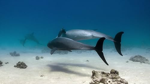 Dolphin Reef: Dolphins Hugging