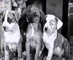 Pups Is Pups (1930)