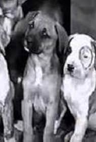 Pups Is Pups (1930)