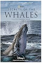 Secrets of the Whales