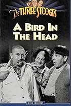 A Bird in the Head