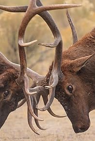 Primary photo for Nature's Wildest Weapons: Horns, Tusks and Antlers