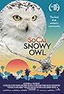 SoCal Snowy Owl (2024)