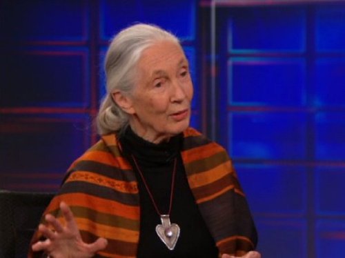 Jane Goodall in The Daily Show (1996)